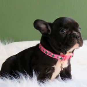 Bulldog Francés