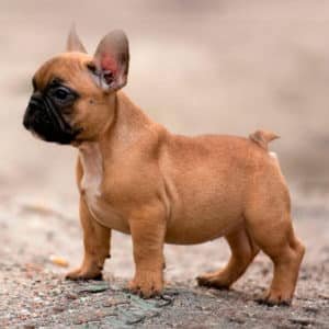 Bulldog Francés
