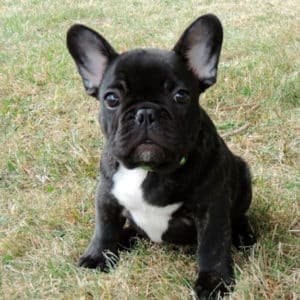 Bulldog Francés