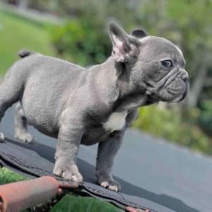 Bulldog Francés