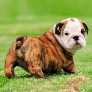 Bulldog Inglés