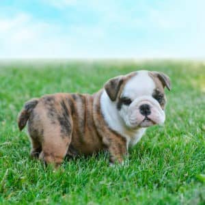 Bulldog Inglés