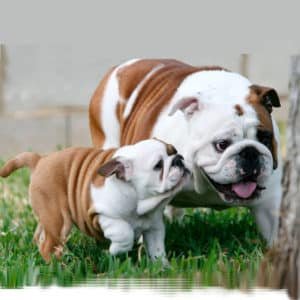 Bulldog Inglés