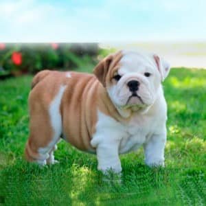 Bulldog Inglés