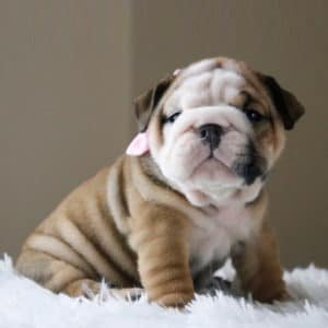 Bulldog Inglés