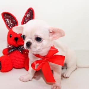 Chihuahua
