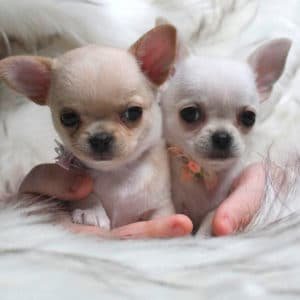 Chihuahua