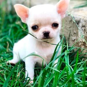 Chihuahua