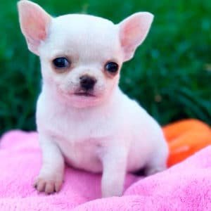 Chihuahua