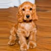 Cocker Spaniel