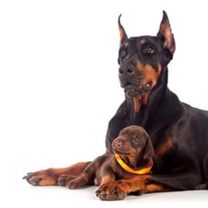 Doberman