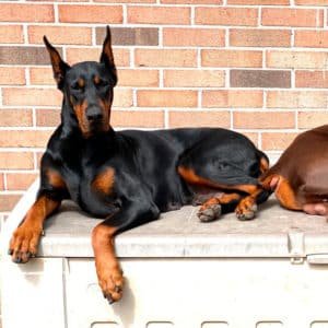 Doberman