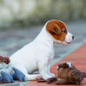 Jack Russel