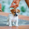 Jack Russel