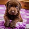 Labrador Chocolate