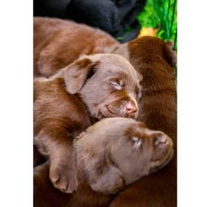 Labrador Chocolate