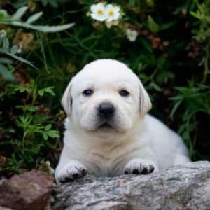 Labrador Hueso
