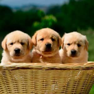 Labrador Hueso
