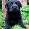 Labrador Negro