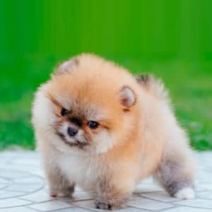Pomeranian
