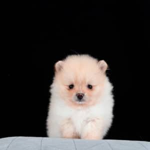 Pomeranian