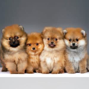 Pomeranian