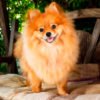 Pomeranian
