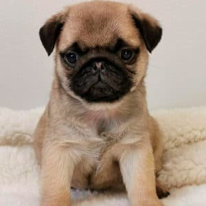 Pug Carlino