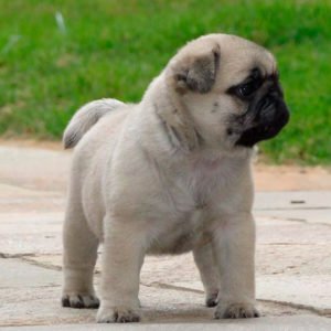 Pug Carlino
