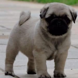 Pug Carlino