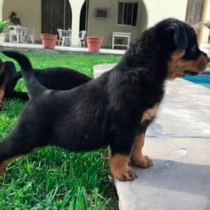 Rottweiler Alemán