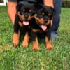 Rottweiler Alemán