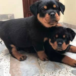Rottweiler Alemán