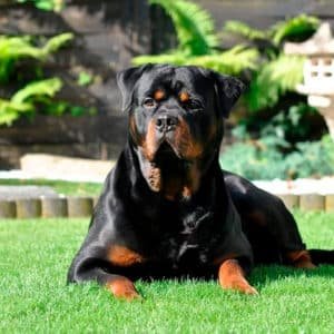 Rottweiler Alemán