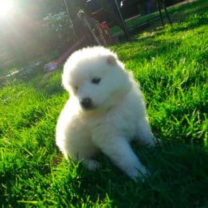 Samoyedo