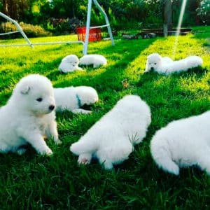 Samoyedo