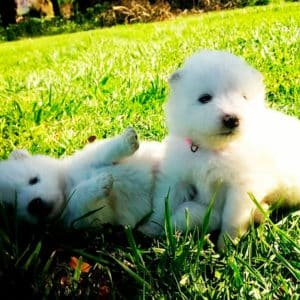 Samoyedo
