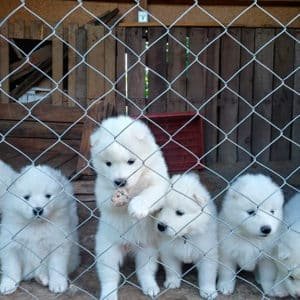Samoyedo