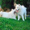 Samoyedo