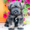 Schnauzer