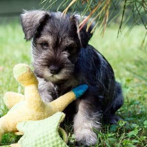 Schnauzer
