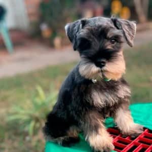 Schnauzer