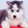 Husky Siberiano