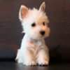 West Highland Terrier (Westy)