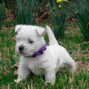 West Highland Terrier (Westy)