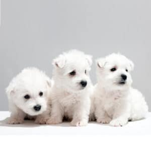 West Highland Terrier (Westy)