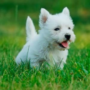 West Highland Terrier (Westy)