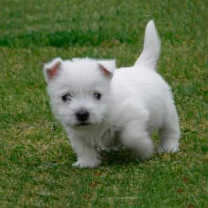West Highland Terrier (Westy)