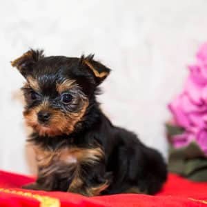 Yorkshire Terrier