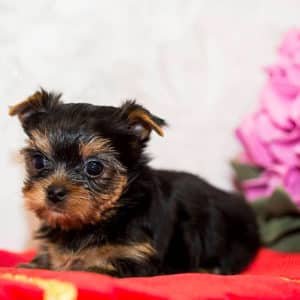 Yorkshire Terrier